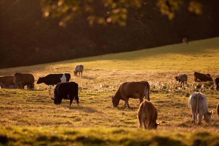 Slika /slike/Priopcenja/Foto_NOVO PRIOPĆENJA/Krave/asderbgtrbhgfv (88).jpg